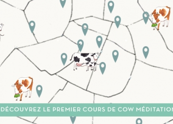 Ce que pensent les vaches : découvrez la Cow Meditation